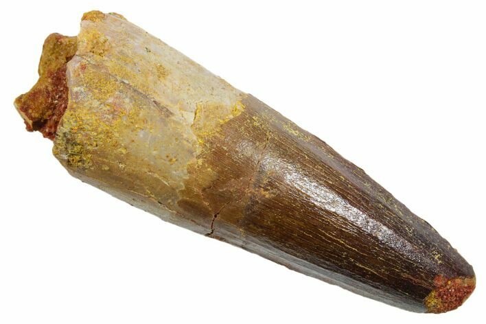 Fossil Spinosaurus Tooth - Feeding Worn Tip #349758